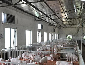 养猪对温度有什么要求?温湿度对养殖场的影响 养猪对温度有什么要求?温湿度对养殖场的影响