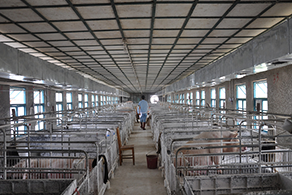 养猪场水帘负压风机降温系统安装案例 养猪场水帘负压风机降温系统安装案例